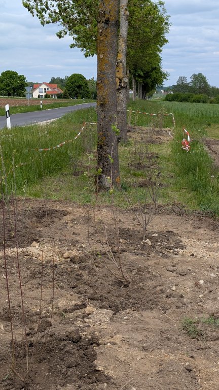 Pflanzaktion STS - Gemeinde - Sträucher - von Martin Koch