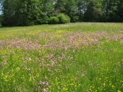 Wiese Feilenforst von Bianca Zagler